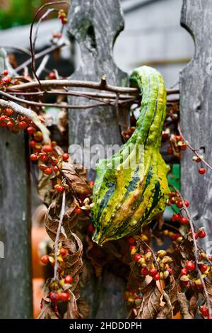 Dekorativer Kürbis, der im Herbst am Zaun mit roten Beerenreben am Farmstand in New Jersey, USA, hängt Stockfoto