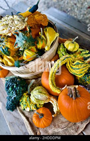 Dekorative Kürbisse in Herbstanordnung auf dem Farmstand in New Jersey, USA Stockfoto