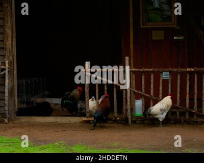 Hick Hühner auf dem Bauernhof in einem regen Stockfoto