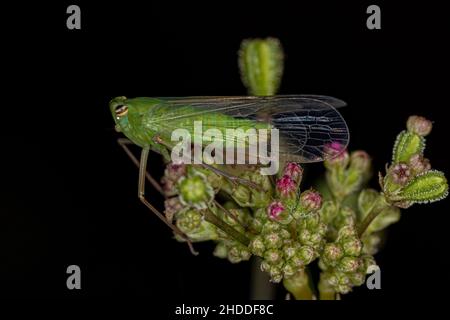 Adultes grünes Dictyopharidae-Planthopper-Insekt der Familie Dictyopharidae Stockfoto