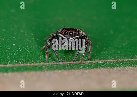 Erwachsene männliche Adanson House Jumping Spider der Art Hasarius adansoni Stockfoto