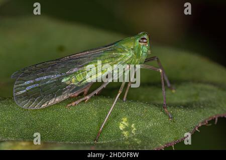 Adultes grünes Dictyopharidae-Planthopper-Insekt der Familie Dictyopharidae Stockfoto