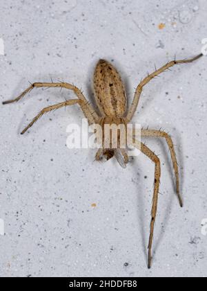 Erwachsene weibliche Laufkrabbe der Familie Philodromidae, die auf einer Fliege preschen Stockfoto