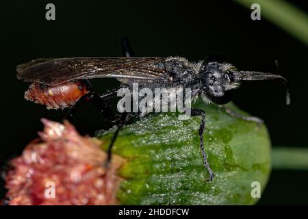 Ausgewachsene Fadenwasche der Gattung Prionyx Stockfoto