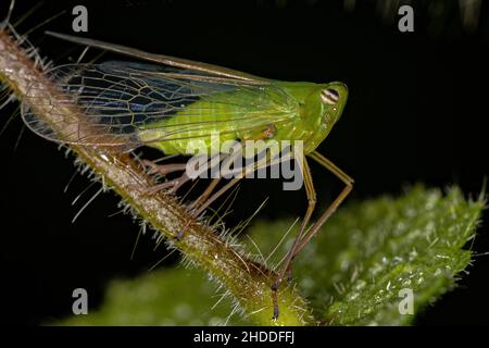 Adultes grünes Dictyopharidae-Planthopper-Insekt der Familie Dictyopharidae Stockfoto