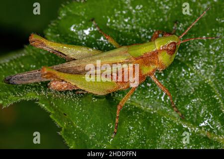 Grasshopper der Unterfamilie Gomphocerinae mit schräg gesichtenem Gesicht Stockfoto