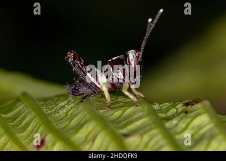 Strindulierende, schräge Grasshopper-Nymphe der Unterfamilie Gomphocerinae Stockfoto