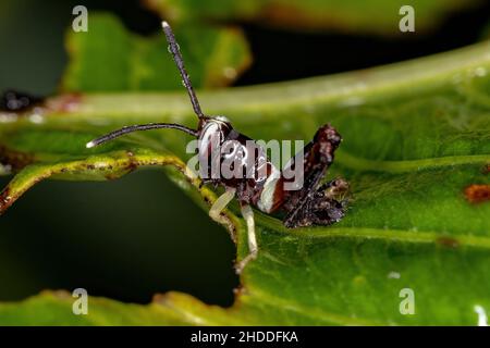 Strindulierende, schräge Grasshopper-Nymphe der Unterfamilie Gomphocerinae Stockfoto