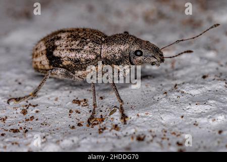 Adulter Breitnasen-Weevil des Stammes Naupactini Stockfoto