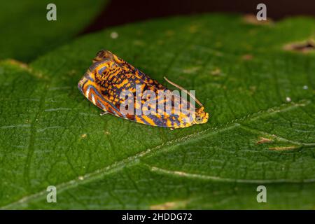 Erwachsener Tortricide Leafroller Moth der Familie Tortricidae Stockfoto