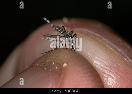 Toter Erwachsener asiatischer Tiger Mosquito der Art Aedes albopictus Stockfoto