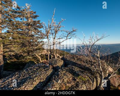 Erste Winterkälte. Auf den Gipfeln der Vogesen sind die Bäume mit Reif bedeckt. Weißer Schnee und blauer Himmel. Panoramablick auf das Silhouett Stockfoto