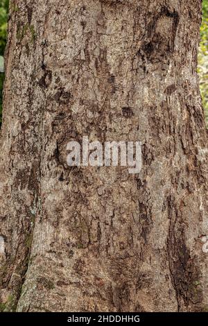 Mango-Angiosperm-Baumstamm-Textur in Nahaufnahme Stockfoto