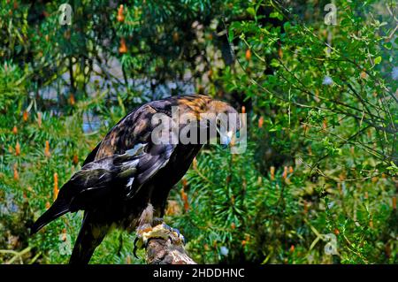 Wilder Steinadler (Aquila chrysaetos), der auf einem Ast im Wald ruht Stockfoto