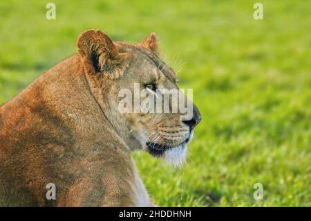 Selektive Fokusaufnahme einer wunderschönen, wilden Löwin im Wald vor unscharfem Hintergrund Stockfoto