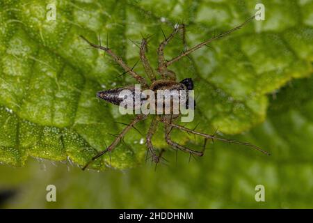Männliche gestreifte Luchs-Spinne der Gattung Oxyopes Stockfoto