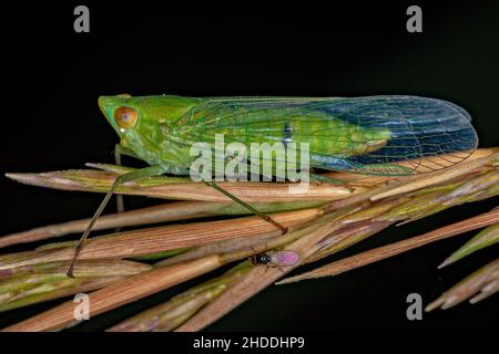 Adultes grünes Dictyopharidae-Planthopper-Insekt der Familie Dictyopharidae Stockfoto