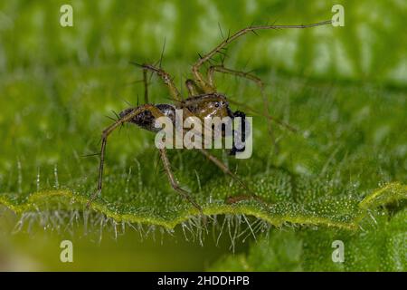 Männliche gestreifte Luchs-Spinne der Gattung Oxyopes Stockfoto