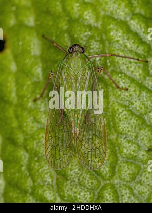 Adultes grünes Dictyopharidae-Planthopper-Insekt der Familie Dictyopharidae Stockfoto