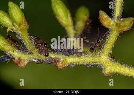 Erwachsene Weibchen Großkopfansen der Gattung Pheidole mit kleinen Blattläusen Insekten der Familie Aphididae Stockfoto