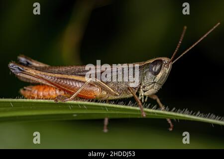 Ausgewachsene Stlandschrecke der Gattung Amblytropidia Stockfoto