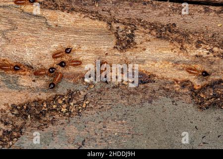 Kleine Nasutentermiten der Gattung Nasutitermes mit flachen Bugs Nymphen der Familie Aradidae und kleine Isopoden Tiere des Ordens Isopoda Stockfoto