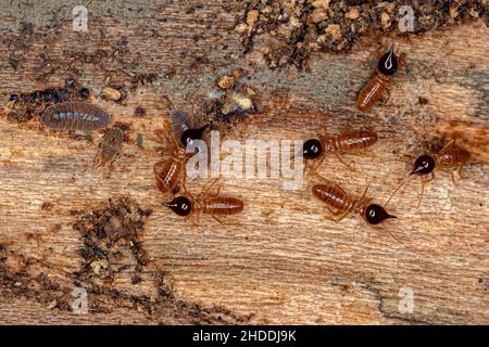 Kleine Nasutentermiten der Gattung Nasutitermes mit flachen Bugs Nymphen der Familie Aradidae und kleine Isopoden Tiere des Ordens Isopoda Stockfoto