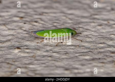 Erwachsene kleine Scharfschütze Insekt der Gattung Hortensia Stockfoto