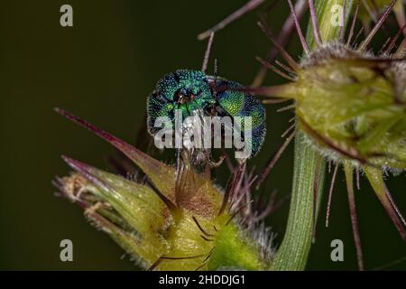 Tote Kuckucksuckwaspe der Familie Chrysididae Stockfoto