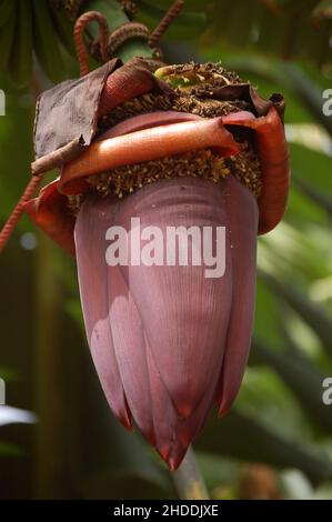 Bananen 'Zwerg Cavendish' Früchte und Stauden auf La Palma, Kanarische Inseln, Spanien Stockfoto