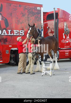 Clydesdale, dekoratives Anziehen, 2 Handler, großes Tier, Zugpferd, Lorbeer-Farbe, Budweiser Brewery, Equus ferus caballus, Equine, Red tra Stockfoto