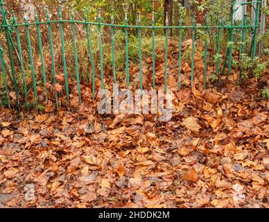 Ein Haufen von abgefallenen Blättern, braun und nass, driftete gegen das Zaun Geländer. England, Herbst Stockfoto