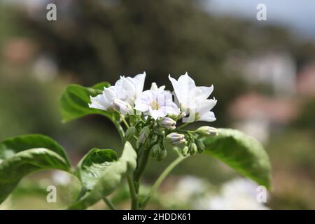 Kleine schöne Fliederblumen im Garten. Selektiver Fokus, Makro Stockfoto