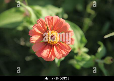 Eine einzelne Blume von helloranger Farbe. Selektiver Fokus, isolierter Hintergrund, Makrofoto Stockfoto