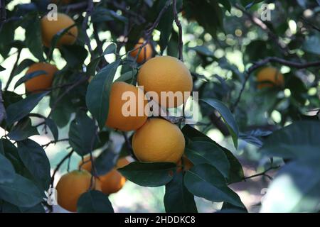 Mandarinenbaum. Am Ast befinden sich reife Mandarinen. Nahaufnahme und selektiver Fokus. Stockfoto