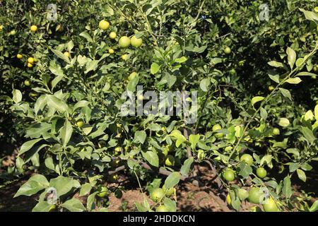 Unreife Zitronen auf dem Ast. Zitronenbaum im Zitrusgarten. Stockfoto