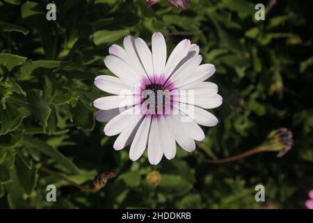 Weiße Osteospermum ecklonis Passionsblume oder osteospermum weiß lila Auge Nahaufnahme und Draufsicht, selektiver Fokus. Stockfoto
