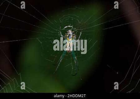 Vadnais Heights, Minnesota. John H. Allison Forest. Orchard Orbweaver Spinne, Leucauge venusta in seinem Netz. Stockfoto