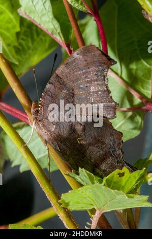 Vadnais Heights, Minnesota. Seitenansicht eines Question Mark Schmetterlings, Polygonia interrogationis auf Pflanzenstamm. Stockfoto