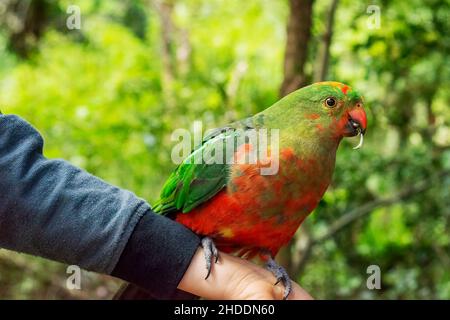 Australischer Königpapagei Weibchen sitzen und essen Samen auf der Hand. Stockfoto