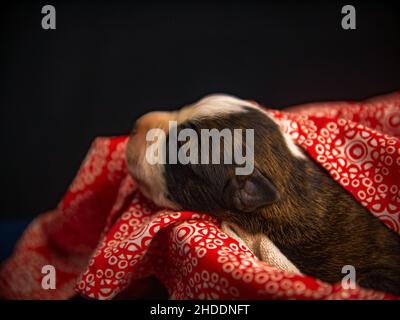 Nahaufnahme des Welpen, der auf einem rot-weißen Laken auf schwarzem Hintergrund schläft Stockfoto