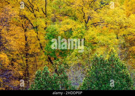 Chanhassen, Minnesota. Minnesota Landscape Arboretum. Schöne Szene von Herbstfarben im Herbst. Stockfoto