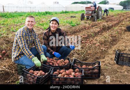 Ein paar professionelle Bauern ernten Kartoffeln Stockfoto