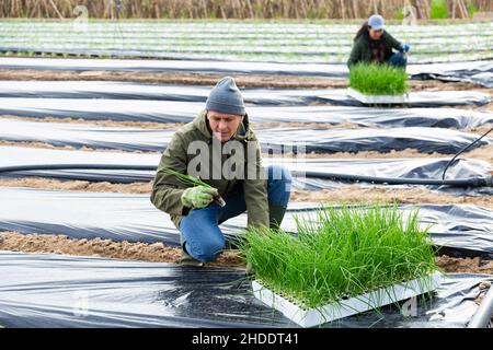 Mann Landwirt Pflanzen grüne Zwiebeln im Garten Stockfoto