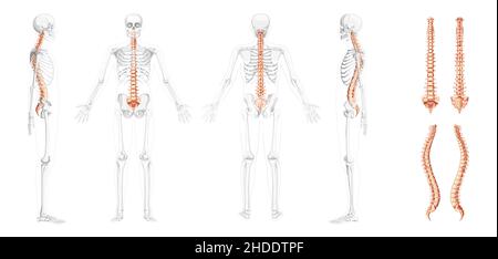 Rückenansicht der menschlichen Wirbelsäule mit teilweise transparenter Skelettposition, Rückenmark, thorakaler Lendenwirbelsäule, Kreuzbein. Vektor flache natürliche Farben, realistische isolierte Illustration Anatomie Stock Vektor