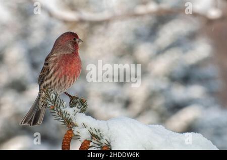 Vadnais Heights, Minnesota. Männlicher Hausfink, Carpodacus mexicanus, thront im Winter auf einem Fichtenzweig. Stockfoto