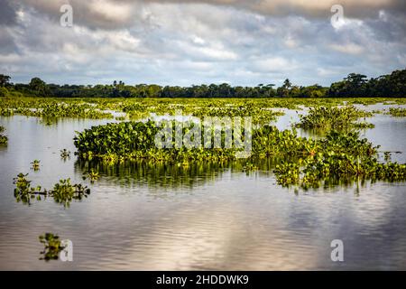 Malerische schwimmende Pflanzen am Orinoco-Fluss in Venezuela am Tag Stockfoto