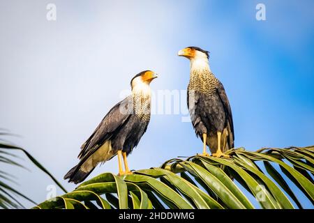 Ein paar schöne Crested Caracara Vögel zusammen auf Palmen im Freien Stockfoto