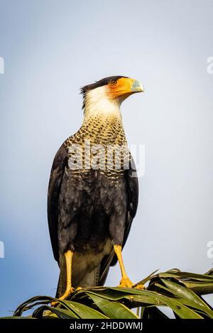 Wunderschöner karakarafarbling auf Palme aus nächster Nähe Stockfoto