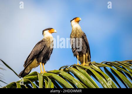 Ein paar schöne Crested Caracara Vögel zusammen auf Palmen im Freien Stockfoto